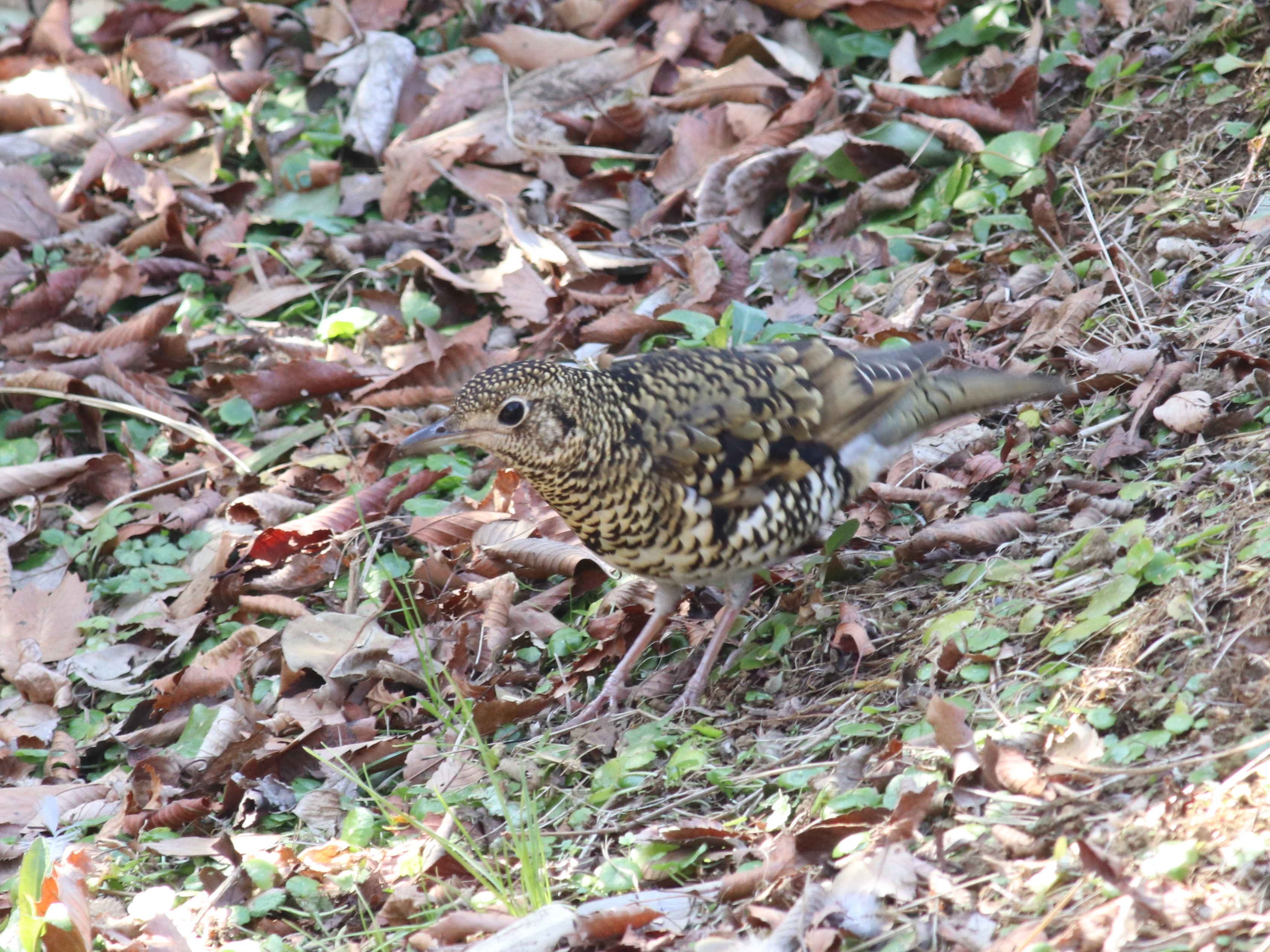 トラツグミ